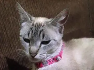 Gato raça Sem raça definida idade 1 ano nome Mel