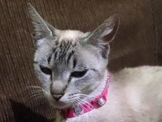 Gato ra a Sem raça definida idade 1 ano nome Mel