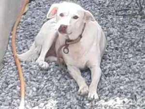 Cachorro raça não sei idade 6 ou mais anos nome lilica