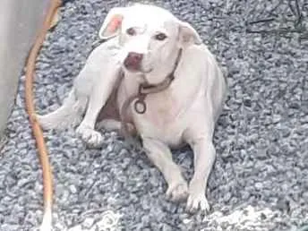 Cachorro ra a não sei idade 6 ou mais anos nome lilica