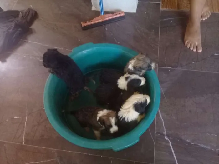 Cachorro raça Indefinidos  idade 2 a 6 meses nome Charlotte, Sofia...
