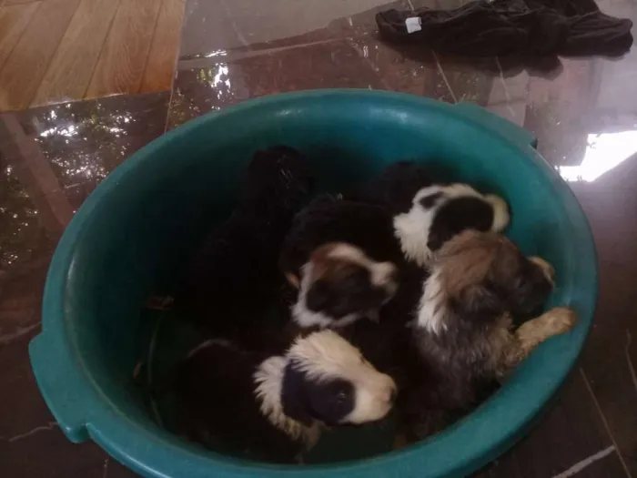 Cachorro raça Indefinidos  idade 2 a 6 meses nome Charlotte, Sofia...