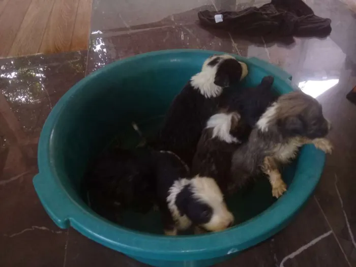 Cachorro raça Indefinidos  idade 2 a 6 meses nome Charlotte, Sofia...