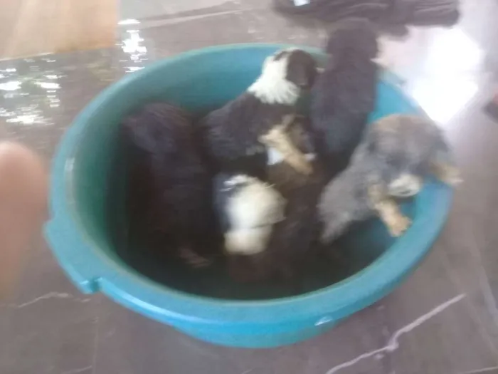 Cachorro raça Indefinidos  idade 2 a 6 meses nome Charlotte, Sofia...