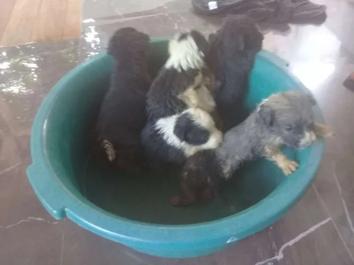 Cachorro raça Indefinidos  idade 2 a 6 meses nome Charlotte, Sofia...