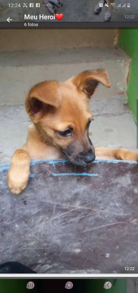 Cachorro ra a  idade 2 a 6 meses nome Mel