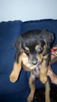Pretinha