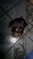 Pretinha