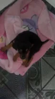Pretinha