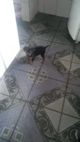 Pretinha