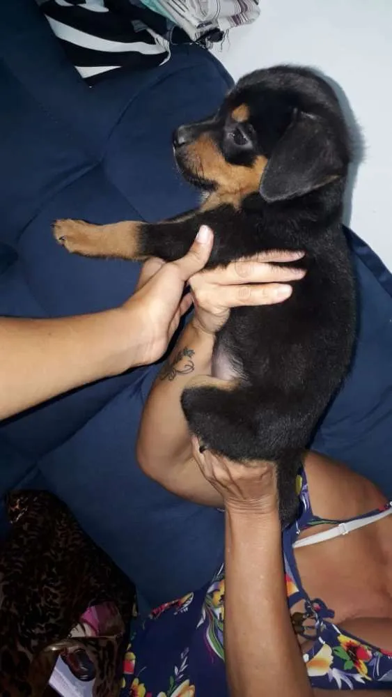 Cachorro ra a SRD idade 2 a 6 meses nome Julie 