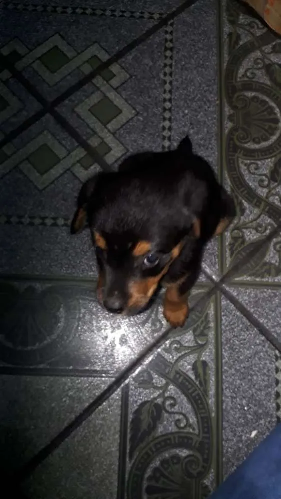 Cachorro ra a SRD idade 2 a 6 meses nome Julie 