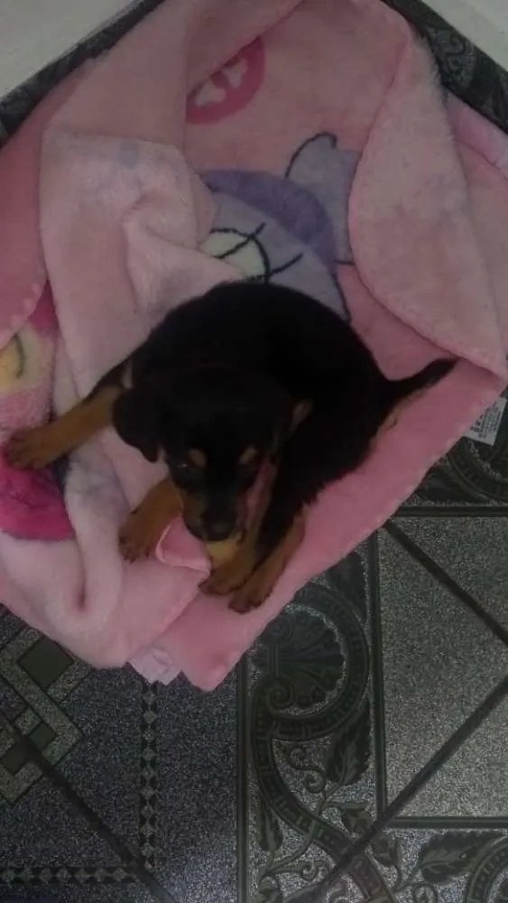 Cachorro ra a SRD idade 2 a 6 meses nome Julie 