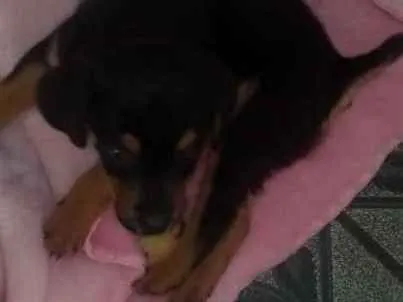 Cachorro ra a SRD idade 2 a 6 meses nome Julie 