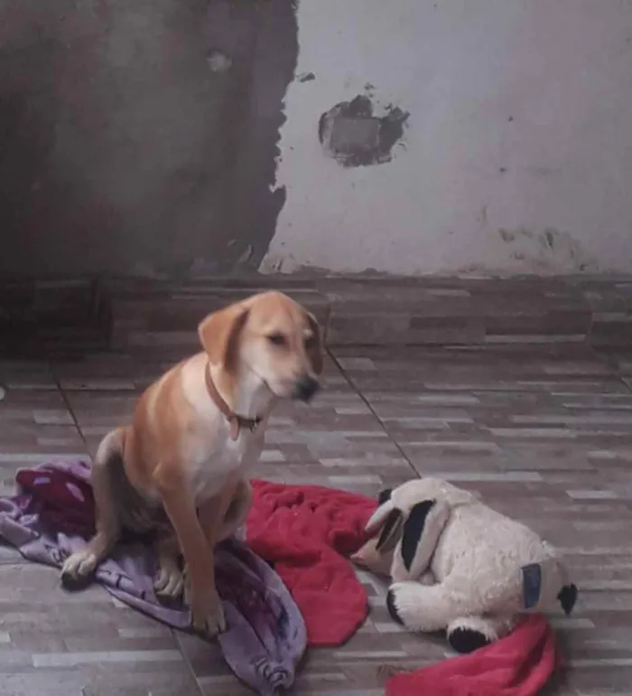 Cachorro ra a labrador idade 2 a 6 meses nome Mel