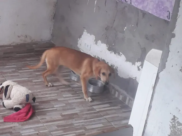Cachorro ra a labrador idade 2 a 6 meses nome Mel
