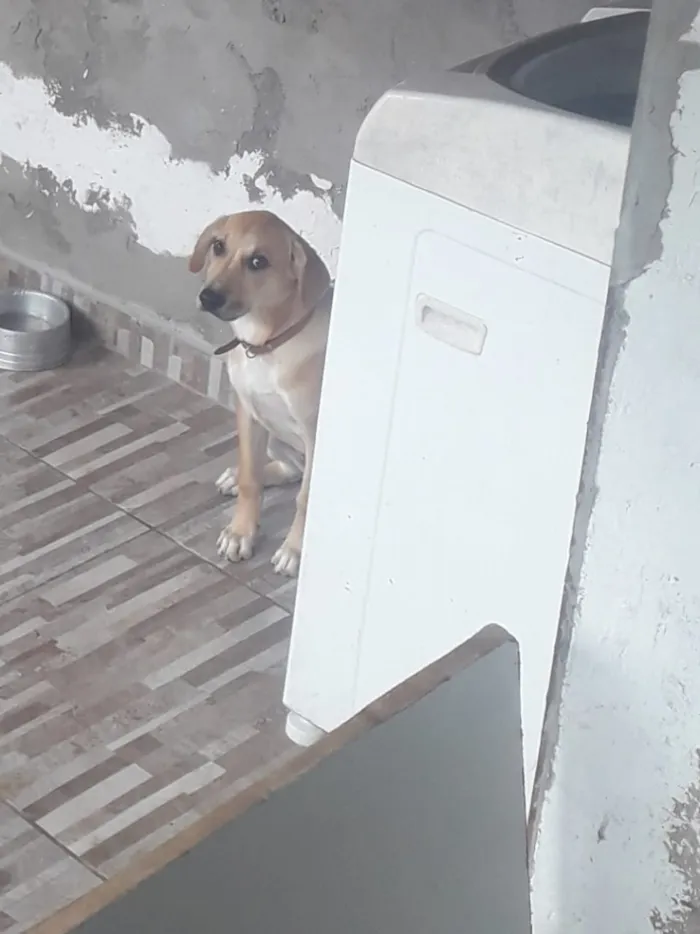Cachorro ra a labrador idade 2 a 6 meses nome Mel