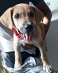 Mel