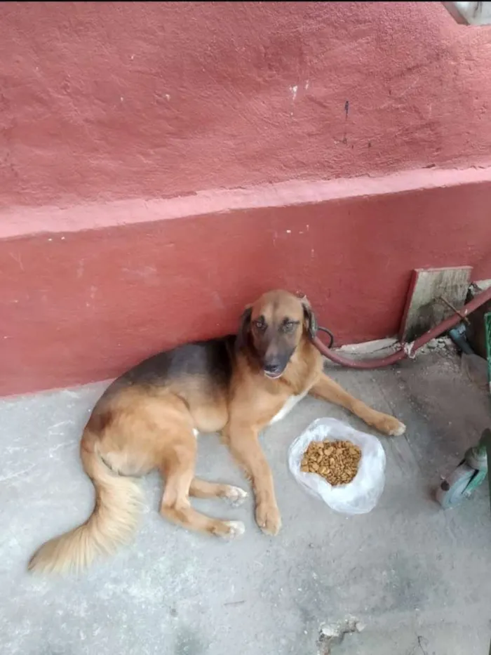 Cachorro ra a Vira Lata idade 1 ano nome Sem nome