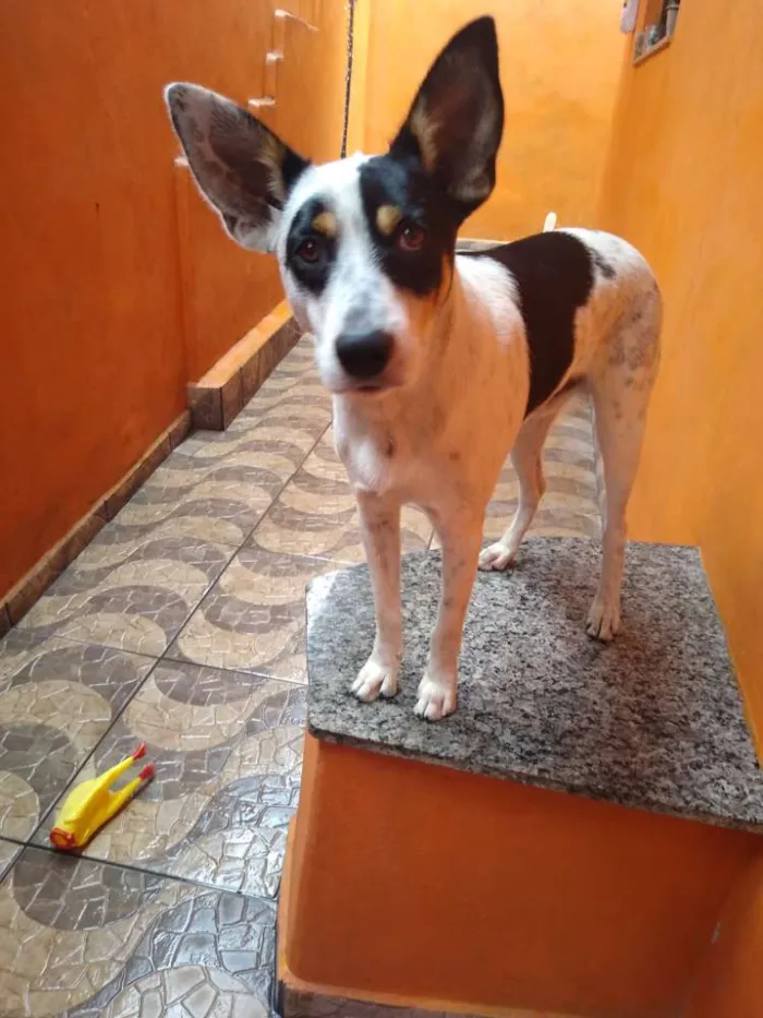 Cachorro raça Border Collie mestiço idade 1 ano nome Yudi 