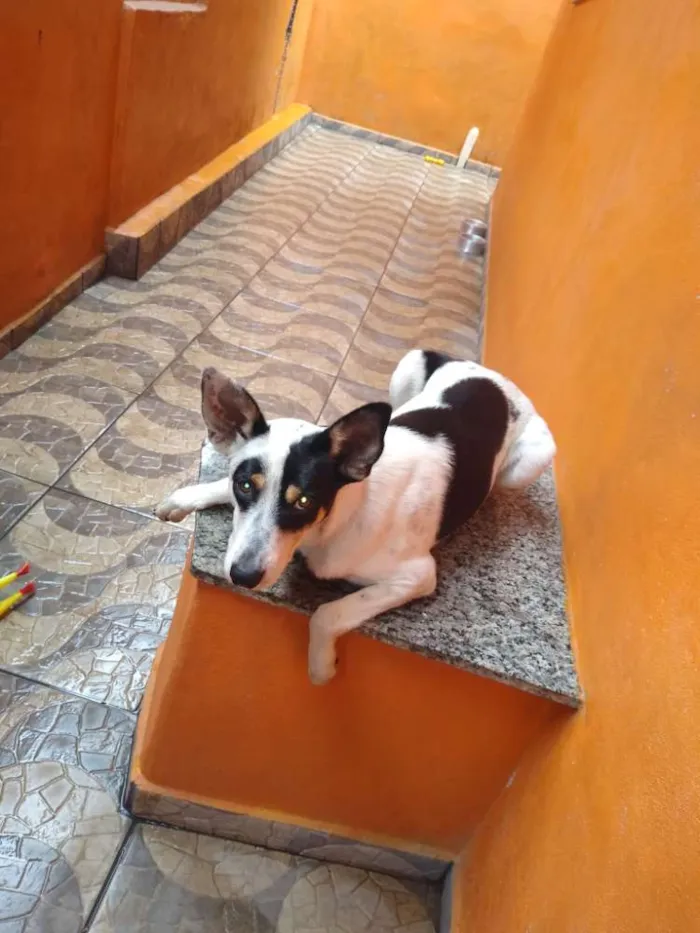 Cachorro raça Border Collie mestiço idade 1 ano nome Yudi 