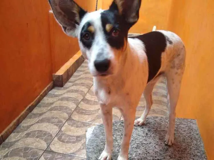 Cachorro raça Border Collie mestiço idade 1 ano nome Yudi 