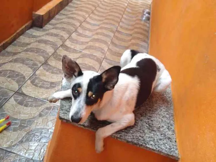 Cachorro raça Border Collie mestiço idade 1 ano nome Yudi 