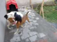 Manolo e Dulce