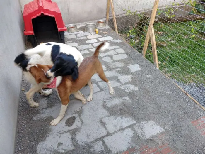 Cachorro ra a Sem Raça Definida idade 7 a 11 meses nome Manolo e Dulce