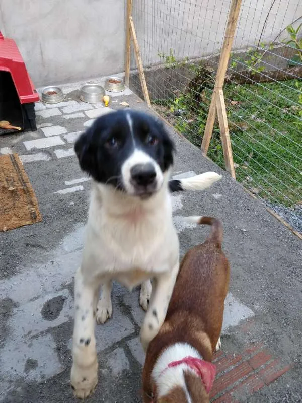 Cachorro ra a Sem Raça Definida idade 7 a 11 meses nome Manolo e Dulce