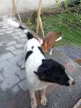 Manolo e Dulce