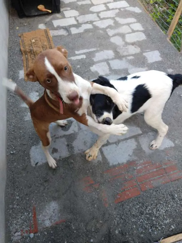 Cachorro ra a Sem Raça Definida idade 7 a 11 meses nome Manolo e Dulce