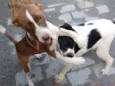Manolo e Dulce