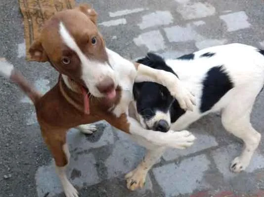 Cachorro ra a Sem Raça Definida idade 7 a 11 meses nome Manolo e Dulce