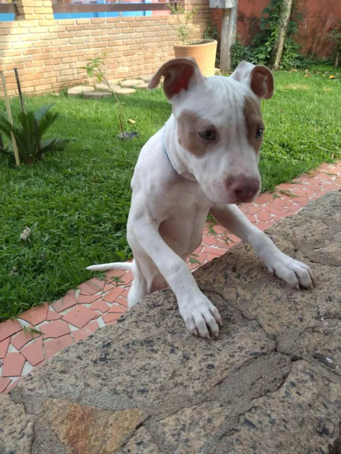Cachorro ra a American Pit Bull Terrier  idade 7 a 11 meses nome Billy