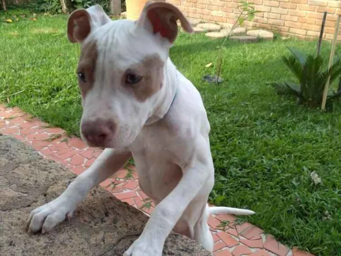 Cachorro ra a American Pit Bull Terrier  idade 7 a 11 meses nome Billy