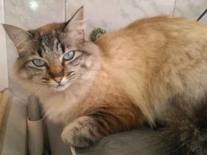 Gato raça Mestiça siamês/angorá idade 4 anos nome Lizz