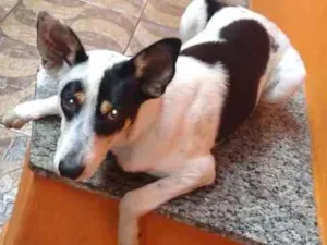 Cachorro raça Border Collie mestiço idade 1 ano nome Yudi 
