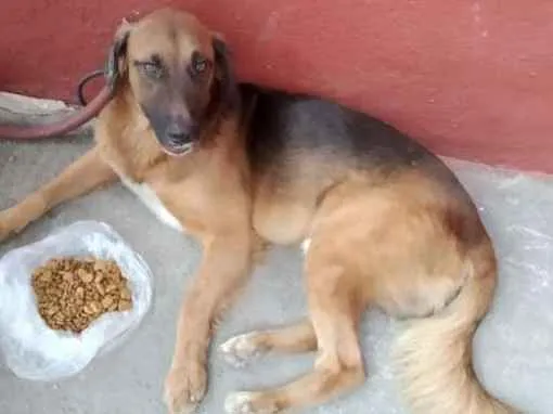 Cachorro ra a Vira Lata idade 1 ano nome Sem nome