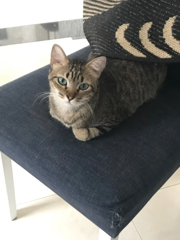 Gato ra a  idade 1 ano nome Anitta 