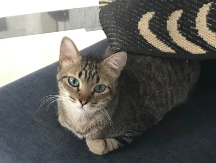 Gato ra a  idade 1 ano nome Anitta 