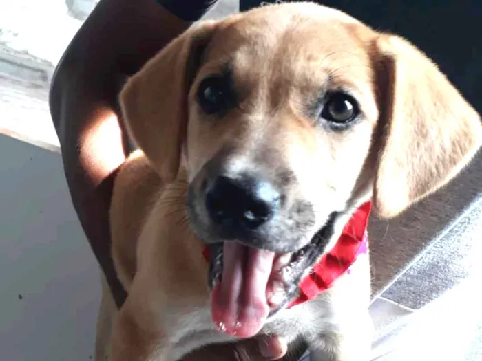 Cachorro ra a labrador idade 2 a 6 meses nome Mel