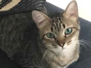 Gato raça  idade 1 ano nome Anitta 