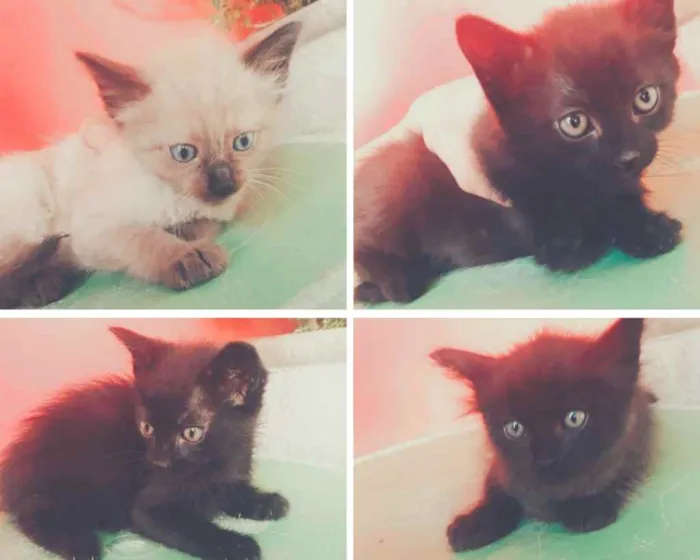 Gato ra a Siamês  idade Abaixo de 2 meses nome Xanin