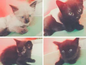 Gato raça Siamês  idade Abaixo de 2 meses nome Xanin