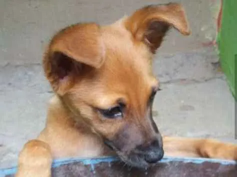 Cachorro ra a  idade 2 a 6 meses nome Mel