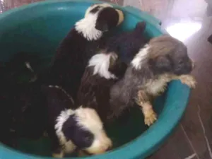 Cachorro raça Indefinidos  idade 2 a 6 meses nome Charlotte, Sofia...