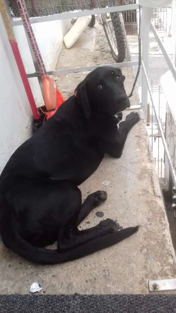 Cachorro ra a Virá lata idade 7 a 11 meses nome Spyke