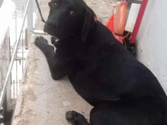 Cachorro ra a Virá lata idade 7 a 11 meses nome Spyke