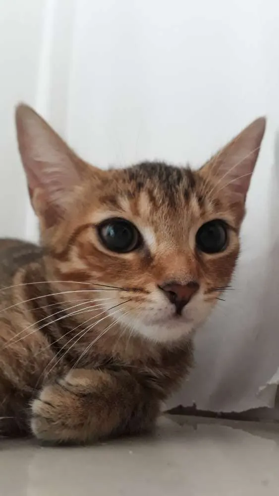 Gato ra a SRD idade 2 a 6 meses nome Sem nome